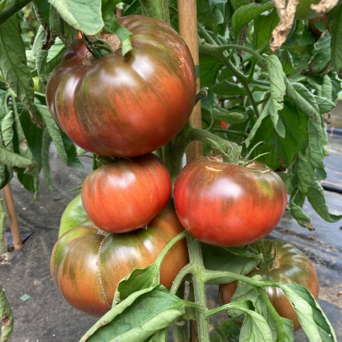 Tomato Medusa